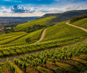 Conference vignes