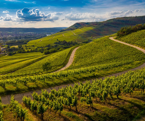 Conference vignes